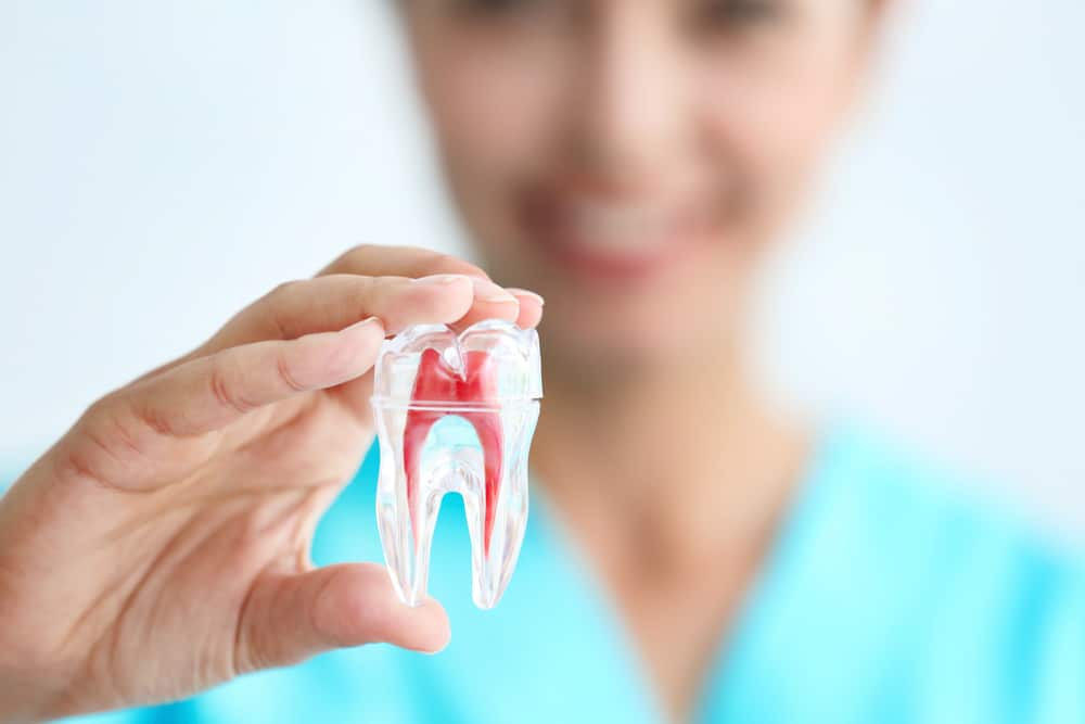Close-up of a dental professional holding a transparent tooth model showing the root and a red area indicating decay or disease.
